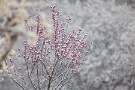 03 今日はこんな天気ですが、休日とあって梅園の雪景色を撮影しようと訪れた人の姿が目立ちました。Canon EOS 5D Mark II　Canon EF300mm F4