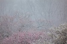 08 桜の蕾もだいぶ膨らんできました。この雪を境に春が一層進みそうです。Canon EOS 5D Mark II　Canon EF300mm F4