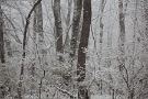01 3月21日の雪の日の続きです。森も綺麗に雪化粧していました。Canon EOS 5D Mark II　Canon EF70〜200mm F4