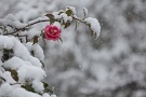 02 椿にかかる雪、印象的でした。Canon EOS 5D Mark II　Canon EF70〜200mm F4