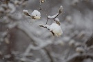 03 咲き始めた辛夷にも雪がかかります。Canon EOS 5D Mark II　Canon EF70〜200mm F4