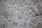 06 サンシュユも綺麗に雪帽子をかぶっていました。来週は春本番の陽気になるそうです。Canon EOS 5D Mark II　Canon EF70〜200mm F4