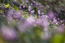 06 今週中が見頃でしょう。清雲寺の枝垂桜も咲き始め、他の桜も今週末には満開となるでしょう。そういえば今度の日曜日は1日ということで、秩父の里はとんでもないことになりそうです(･_･;　Canon EOS 5D Mark II　Canon EF300mm F4