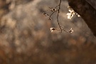 02 連日の初夏の陽気に季節感がおかしくなりそうです。やっと咲いたと思った桜も２、3日で満開となってしまいました。例年、日に日に開く桜や寒の戻り等に春の風情を感じますが、今年は花粉やPM2.5で霞む空と暑さにちょっと興ざめ、春の風情もすっかり何処かに飛んで行ってしまいました。Canon EOS 5D Mark II　Canon EF300mm F4