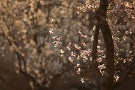 04 桜咲く前のまだまだ寒い時期、純白に気高く咲くその姿には孤高の美しさを感じます。Canon EOS 5D Mark II　Canon EF300mm F4