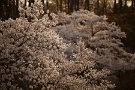 01 今日は昨日、今日と撮影した夕日に輝く桜をお送りします。Canon EOS 5D Mark II　SIGMA 70-200 F2.8 APO DG