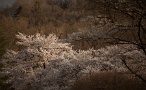 02 まさに桜雲です。Canon EOS 5D Mark II　SIGMA 70-200 F2.8 APO DG