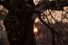 06 こちらは清雲寺の枝垂れ桜です。Canon EOS 5D Mark II　Canon EF24〜105mm F4