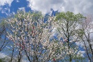 04 桜は終わり、花桃が盛りです。Panasonic LUMIX GX7　Panasonic G VARIO HD 14-140mm F4-5.8