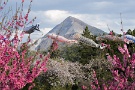 06 遅咲きの桜や花桃、菜の花が満開です。SONY α7II　Canon EF70〜200mm F4