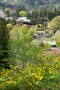 09 山吹も咲き始めました。そういえば今年はもうヤマツツジや卯の花も咲き始め、季節の進みが10日〜２週間早いように思えます。駆け足で春が過ぎて行きます。SONY α7II　Canon EF24〜105mm F4