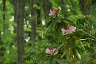 05 シャクナゲも咲き始めました。ピンク色のシャクナゲはまだほとんどつぼみですが、花芽が多いので連休頃に見ごろとなりそうです。Panasonic LUMIX GX7　Panasonic G VARIO HD 14-140mm F4-5.8