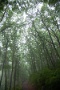 09 雨に霞む森ははや、梅雨の装いです。Canon EOS 5D Mark II　Canon EF24〜105mm F4