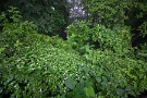 06 森に咲く白い花…上高地でしたらニリンソウでしょうが、秩父ではドクダミです(^^;　Canon EOS 5D Mark II　SIGMA12〜24mm F4.5-5.6 II