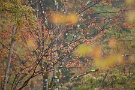05 桜の葉は綺麗に紅葉しています。Canon EOS 5D Mark II　Canon EF300mmF4