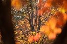 02 秩父ミューズパークは正に秋本番。錦色に輝いています。Canon EOS 5D Mark II　Canon EF300mmF4