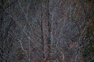 02 すっかり葉を落とし、冬の装いとなった木もあれば… Canon EOS 5D Mark II　Canon EF300mmF4