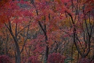 03 今を盛りと燃えるような紅葉の木もあります。Canon EOS 5D Mark II　Canon EF70〜200mmF4