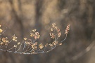 01 冬枯れの雑木林で真っ先に春を告げるのがこの金縷梅（マンサク）です。Canon EOS 5D Mark IV　Canon EF300mmF4
