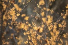 02 この花を見るとすぐそこまでやってきた春にちょっと心踊ります。Canon EOS 5D Mark IV　Canon EF300mmF4