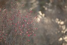 06 この暖かさで梅も一気に咲きそろいそうです。Canon EOS 5D Mark IV　Canon EF300mmF4（2月18日撮影）