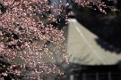 02 秩父では河津桜がようやく咲き始めてきました。Canon EOS 5D Mark IV　Canon EF300mmF4