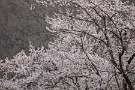 01 秩父ではソメイヨシノはまだ咲いていませんが、早咲きの山桜などが見頃となってきました。Canon EOS 5D Mark IV　Canon EF300mmF4