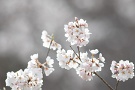 02 桜を見るとやっと春本番という気持ちになれます(^ ^) Canon EOS 5D Mark IV　Canon EF300mmF4