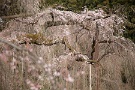 09 清雲寺の枝垂桜は１〜２分咲きといったところです。Canon EOS 5D Mark IV　Canon EF24〜105mmF4
