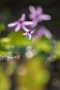03 日が当たってくるとそれぞれの花が生き生きと舞い始めます。Canon EOS 5D Mark IV　Canon EF300mmF4