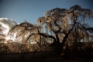 01 秩父市荒川の清雲寺の枝垂桜が見頃を迎えています。今日は昨日撮影した夕日に輝く枝垂桜をお楽しみください。Canon EOS 5D Mark IV　Canon EF24〜105mmF4