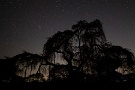01 清雲寺枝垂桜の夜景です。ここ数日、星が殊の外きれいでした。ただ撮影しただけだとこんな状態ですが… Canon EOS 5D Mark IV　SIGMA12〜24mm