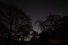 01 清雲寺枝垂桜の夜景の続きです。春の宵に繰り広げられる幽玄の美をお楽しみください。Canon EOS 5D Mark IV　SIGMA12〜24mm