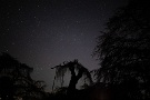 08 満点の星空にシルエットで浮かび上がる樹齢600年の古木に悠久の時を感じる夜でした。Canon EOS 5D Mark IV　SIGMA12〜24mm