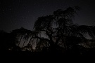 01 清雲寺枝垂桜夜景最終回です。最後はお気に入りの角度で撮影したものです。今までとあまり変わらないと思われるでしょうが、微妙に違うのです(^_^;) Canon EOS 5D Mark IV　SIGMA12〜24mm