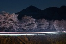 01 昨日撮影した夜桜です。シルエットの武甲山をバックに自動車のヘッドライトで照らされた桜が浮かび上がります。Canon EOS 5D Mark II　SIGMA 24~60mmF2.8 EX DG