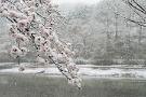 01 今日は思いがけず春の雪となりました。Panasonic LUMIX GX7　Panasonic G VARIO HD 14-140mm