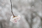 07 ここ羊山公園では満開の桜が寒さに震えていました。Panasonic LUMIX GX7　Panasonic G VARIO HD 14-140mm