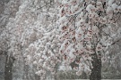 09 普通の桜も湿った春の雪の重さで枝垂桜のようです。Panasonic LUMIX GX7　Panasonic G VARIO HD 14-140mm