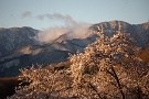02 でも、雪の残る桜や雪を被った峰々が朝日に輝いていました。Canon EOS 5D Mark IV　Canon EF70〜200mmF4