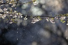 05 気温が上がってくると、桜に積もった雪が一気に融け出して雨のように降り注ぎます。Canon EOS 5D Mark IV　Canon EF300mmF4
