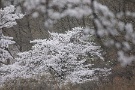 01 秩父の桜も散り始めてきましたが、今日は先週から今日まで撮影した花里の風景です。まずは４月８日に撮影した桜です。Canon EOS 5D Mark IV　Canon EF300mmF4