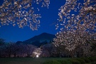 02 この日は半月が明るく輝いていました。月明かりでもうっすら桜が浮かび上がっていました。Canon EOS 5D Mark II　Canon EF24〜105mmF4