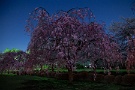 03 ライトを当てていない月明かりのみの桜です。Canon EOS 5D Mark II　Canon EF24〜105mmF4