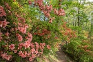 02 今年は森が真っ赤になるほどは咲いていませんが、程よく咲き揃っています。Canon EOS 5D Mark IV　SIGMA 12-24mm F4.5-5.6 II DG HSM