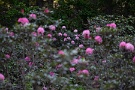 02 今年は去年よりは花は少なめですが、綺麗なシャクナゲが楽しめます。Canon EOS 5D Mark IV　Canon EF300mmF4