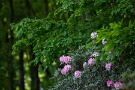 03 新緑も落ち着いて深さをました森の緑に石楠花のピンクが映えます。Canon EOS 5D Mark IV　Canon EF300mmF4