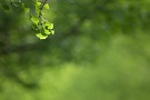 02 秩父ミューズパークの銀杏並木も若緑の銀杏が輝いています。Canon EOS 5D Mark IV　Canon EF300mmF4