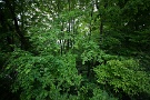 05 森はまさに青嵐、緑に溢れています。Canon EOS 5D Mark IV　SIGMA 12-24mm F4.5-5.6 II DG HSM