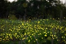03 草原がチカチカと発光し、なんとも幻想的な光景です。Canon EOS 5D Mark IV　SIGMA 70-200f2.8 APO DG